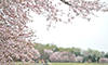 桜散り始める恵庭公園
