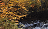 今が見頃、恵庭渓谷“ラルマナイ自然公園”の紅葉